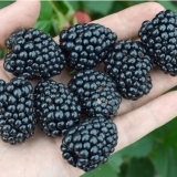 Kupina sorta nebo može čekati: opis, karakteristike, fotografija, video, recenzije